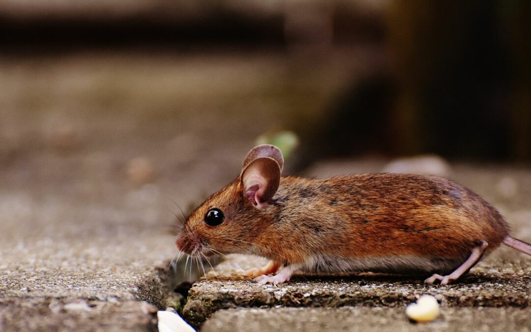 A mouse entering the garage of a homeowner that needs garage pest control